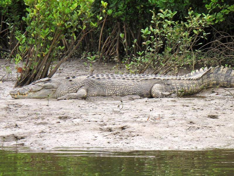 Saltwater crocodiles have been feeding on feral pig and buffalo as they move into NT floodplains.