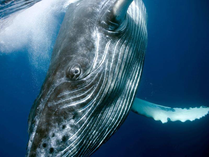 A US man became trapped inside a humpback whale's mouth while diving for lobster off Cape Cod.