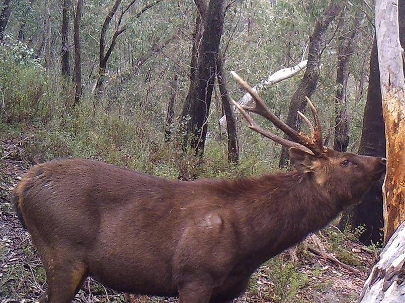 The Invasive Species Council is pushing for deer to be classified as pests in Victoria and Tasmania. (PR HANDOUT IMAGE PHOTO)