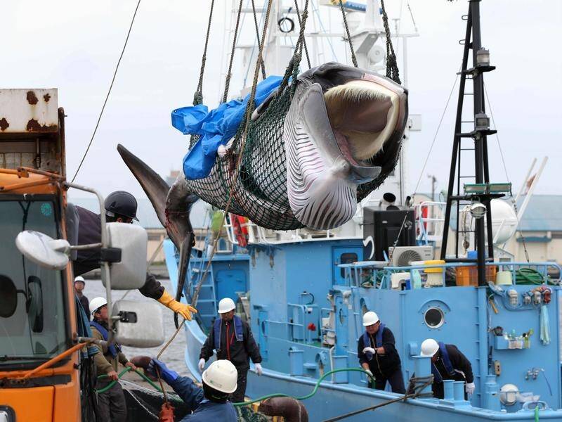 Japanese officials say the catch of two minke whales was "a nice surprise".