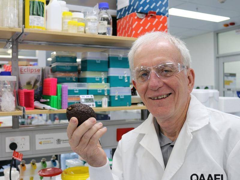 Professor Robert Henry who was involved in mapping the genome of the avocado. (SUPPLIED)