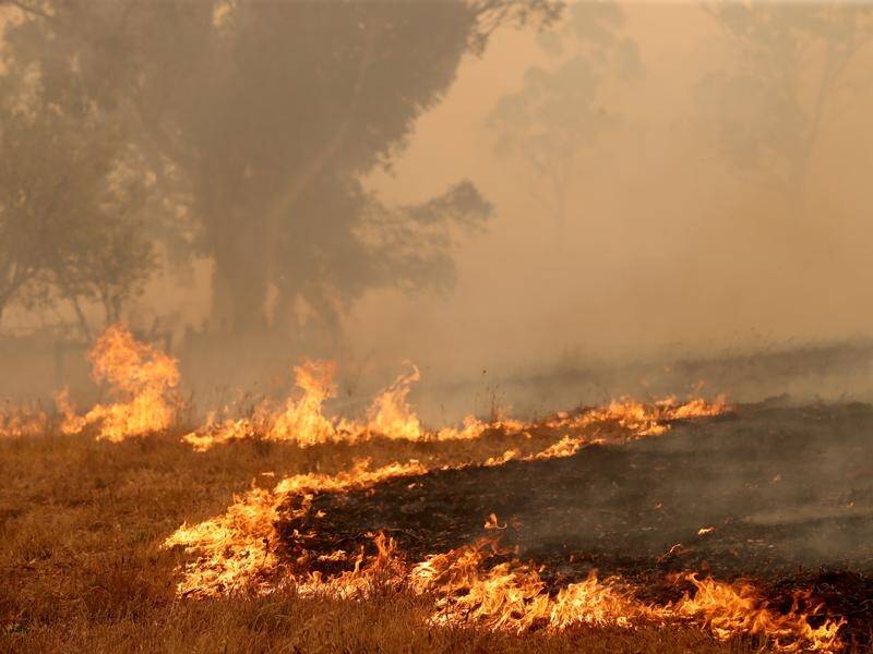 Australia's current bushfire crisis has seen columns of smoke generating their own thunderstorms.