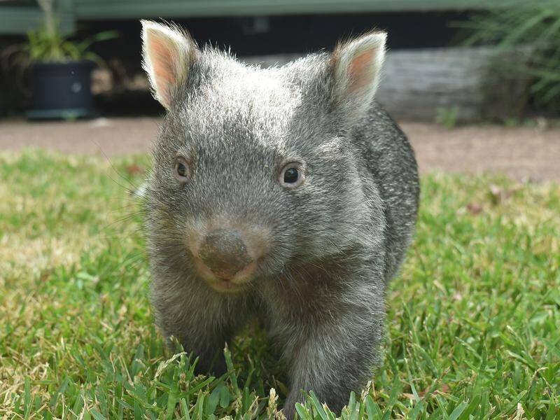 Permission will be required to legally cull wombats in Victoria after changes to state laws.