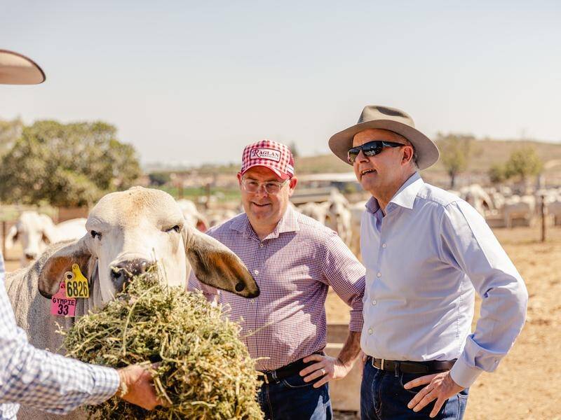 Australian farmers could be the biggest winners out of a UK free trade deal. (Gideon Wells/AAP PHOTOS)