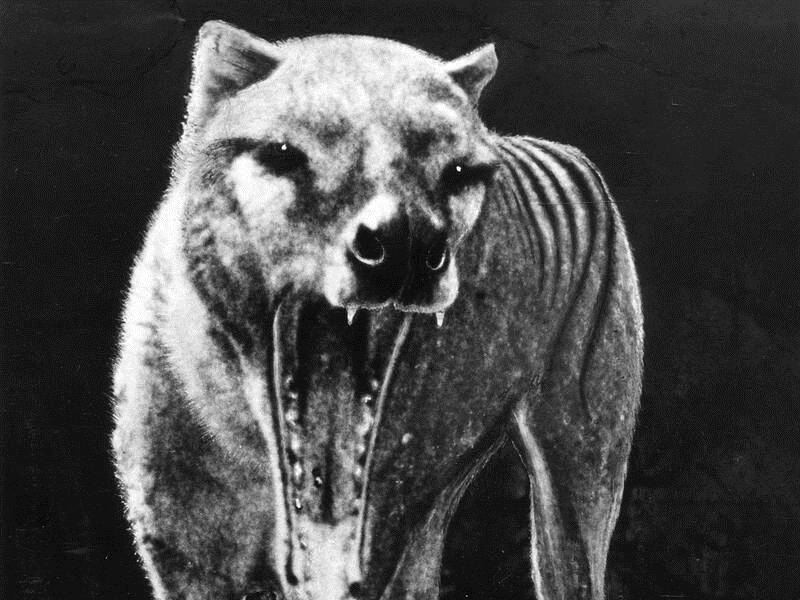 A Monash University study shows the Tasmanian Tiger only weighed about 17 kilograms on average.