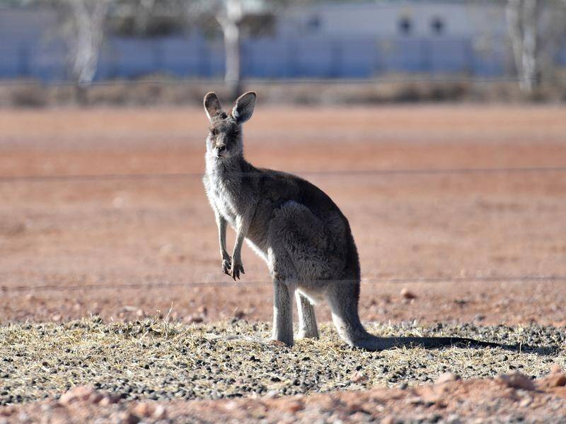 Police believe the elderly man apparently killed by a kangaroo was keeping the wild animal as a pet. (David Mariuz/AAP PHOTOS)