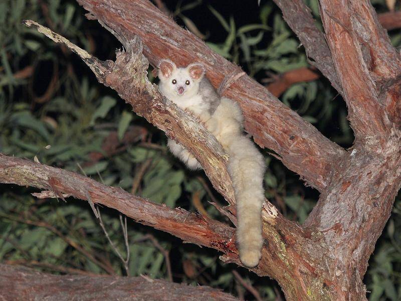 A judge says logging poses a threat of serious and irreversible damage to greater gliders. (PR HANDOUT IMAGE PHOTO)