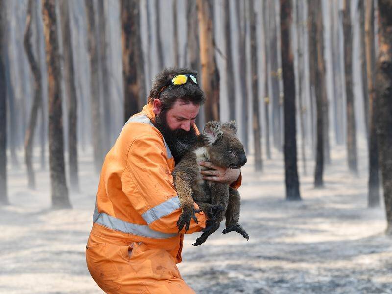 A wildlife rescuer with a koala at a burnt forest on Kangaroo Island, South Australia.