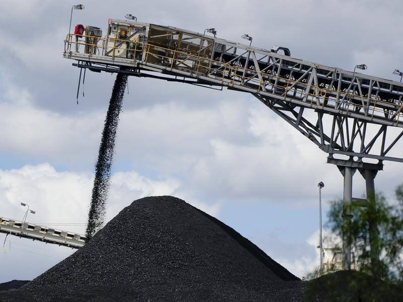 A protester suspended himself from a coal stacker to stop work at a Queensland export terminal.