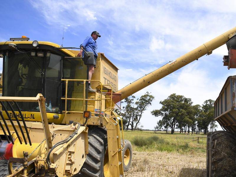 Forbes farmer Tom Green says there's a narrow window for harvesting his canola, before more rain.