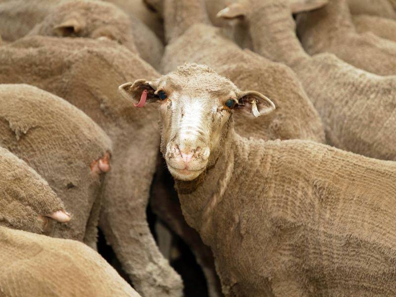 The federal government has released details of its phase-out of live sheep exports. (Trevor Collens/AAP PHOTOS)