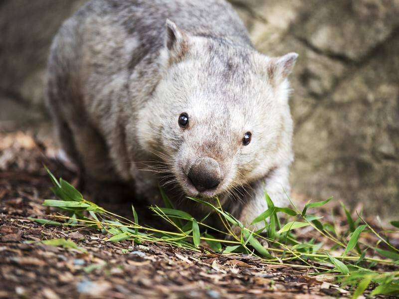 The Victorian government is investigating reports Chinese high-rollers are hunting wombats.