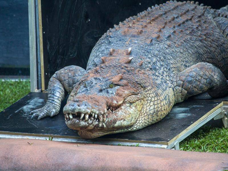 The crocodile's ability to stay healthy in dirty water might help humans to fight fungal infections. (PR HANDOUT IMAGE PHOTO)