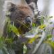 The NSW government plans to safeguard koala habitats while building 73,000 homes in western Sydney. (Lukas Coch/AAP PHOTOS)