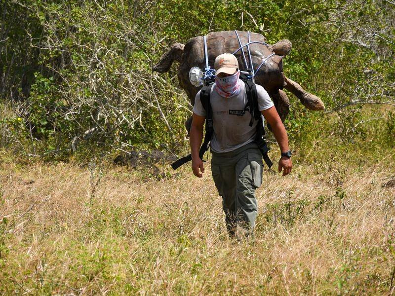A park ranger backpacks a giant tortoise to its new home on the Galapagos Islands.