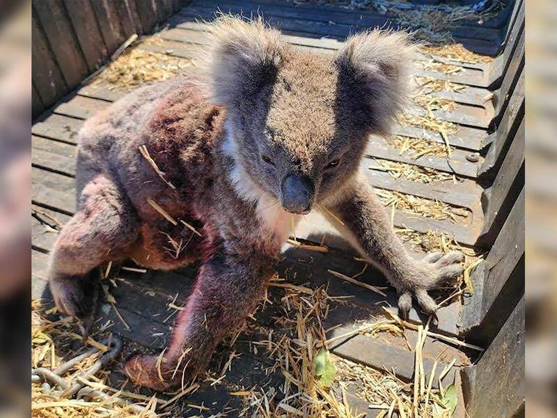 Koalas are being injured on Kangaroo Island because of logging operations. (HANDOUT/KANGAROO ISLAND WILDLIFE NETWORK)