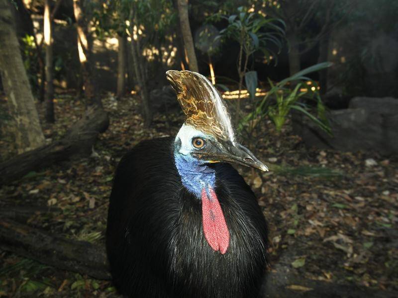 A cassowary has killed its owner in the US state of Florida.