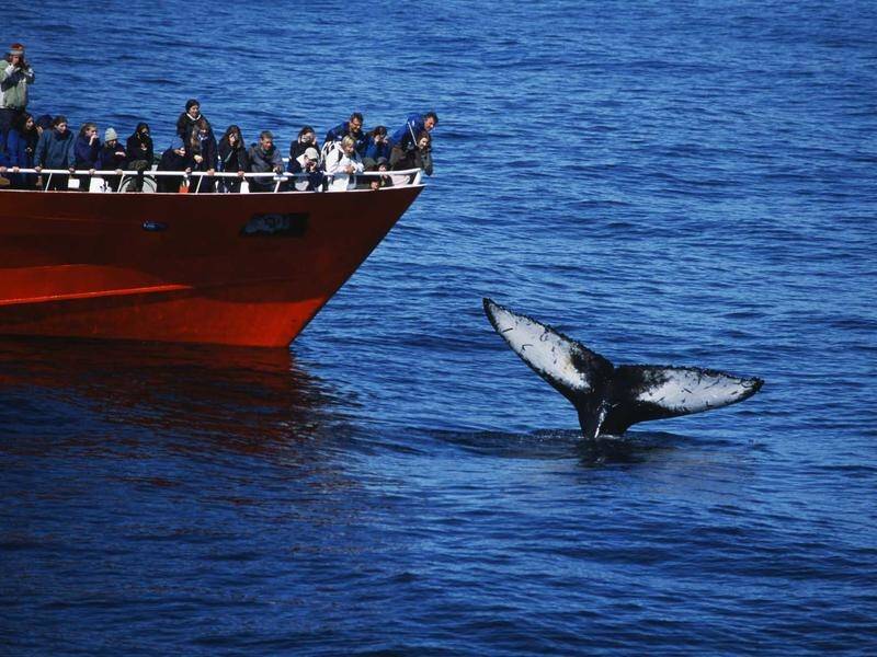 The company that hunts whales in Iceland will not operate this season due to coronavirus concerns.
