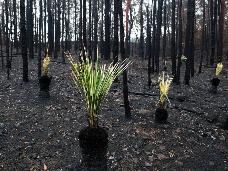 The NSW and federal governments have announced plans and funding for the bushfire recovery.