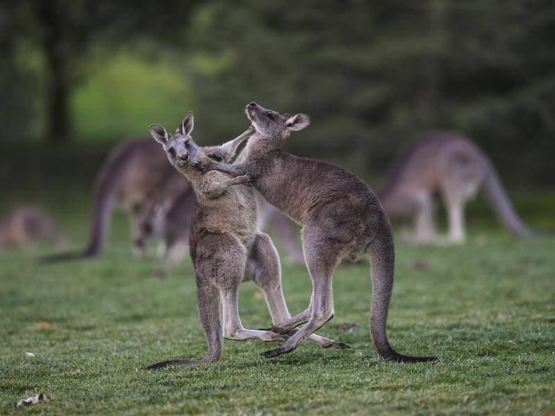 Victoria's roo population has jumped to almost two million since 2018, an increase of nearly 40pc.
