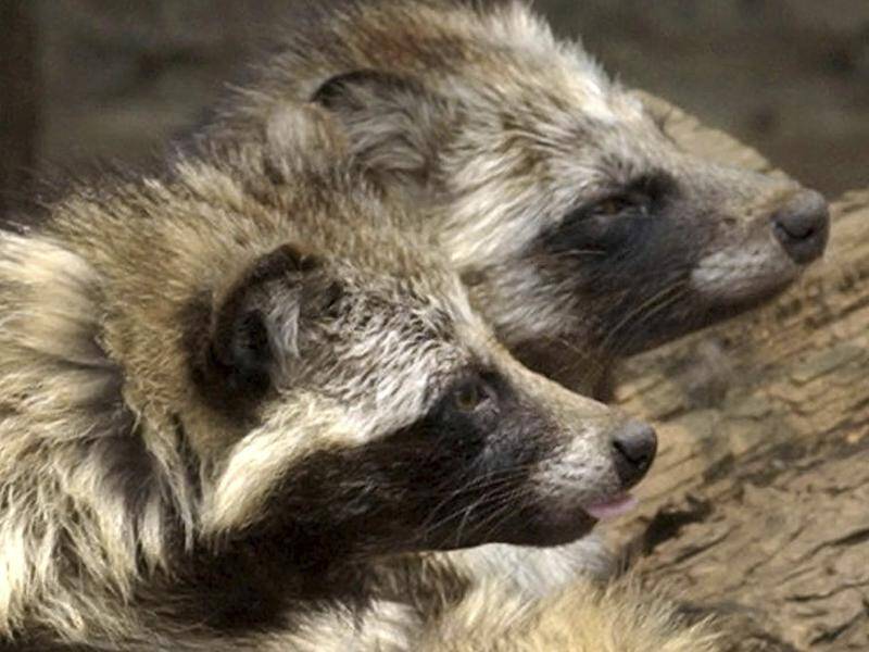 Recent data indicated animals including raccoon dogs were "the most likely conduits" of the virus. (AP PHOTO)