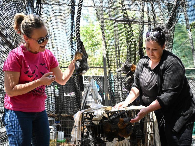 Run by Tamsyn Hogarth (right), the Fly By Night shelter often rescues 50 bats a month. (James Ross/AAP PHOTOS)