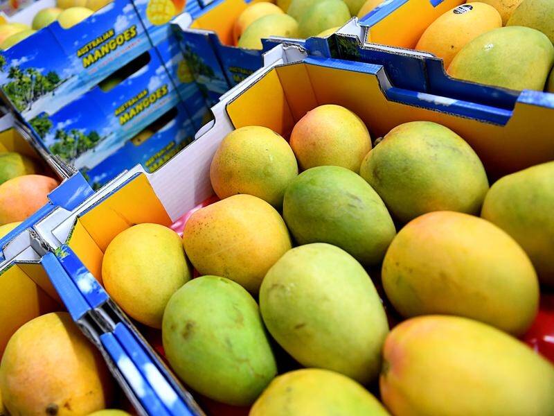 Jarvis fruit fly maggots were found in mangoes sent from the Northern Territory to South Australia.