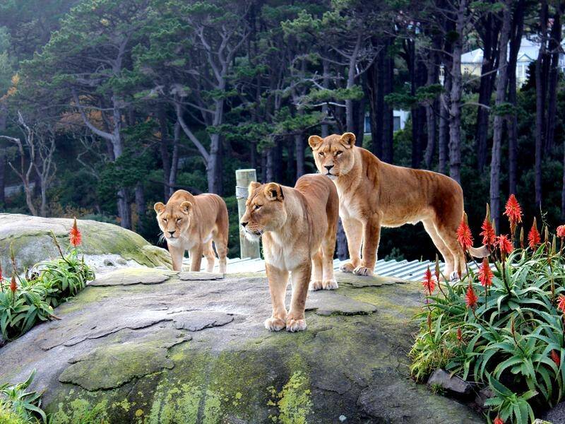 Wellington Zoo is without lions after keepers euthanised their two elderly lionesses.