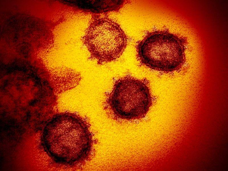 The WHO is examining samples collected in 2019 reported to have tested positive for coronavirus.