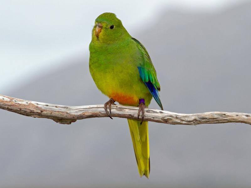 Only about 70 orange-bellied parrots are estimated to be alive in the wild. (HANDOUT/DEPARTMENT OF PRIMARY INDUSTRIES)