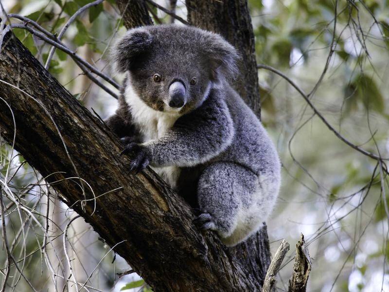 Baby koala flood survivor returned to wild | The Canberra Times | Canberra, ACT