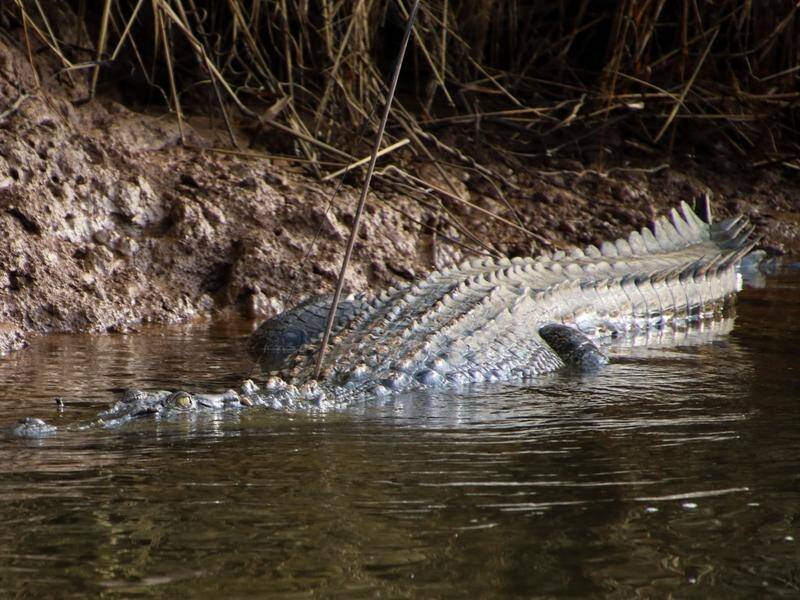 Rangers are continuing a search for a crocodile after a man was attacked in the waters near Cooktown (PR HANDOUT IMAGE/AAP IMAGES)