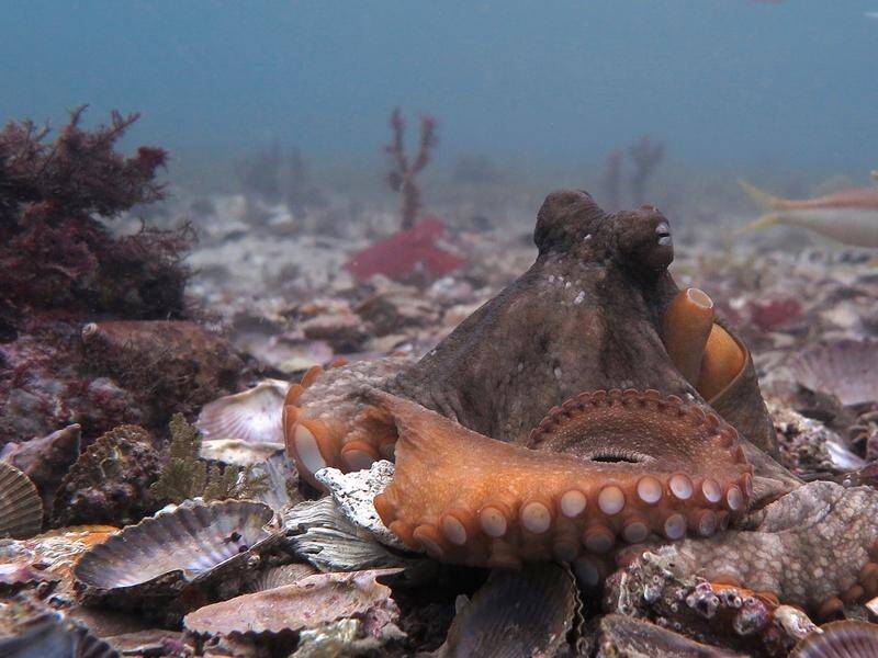 Australian researchers have observed octopuses throwing things at each other, but aren't sure why. (PR HANDOUT IMAGE PHOTO)