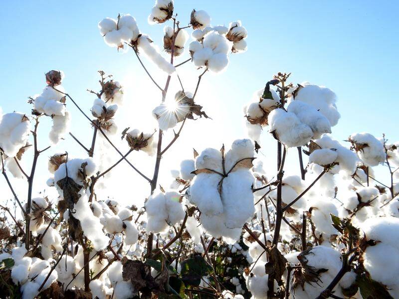 The NT's growing cotton industry could harm Top End river systems, a report has warned. (Dave Hunt/AAP PHOTOS)