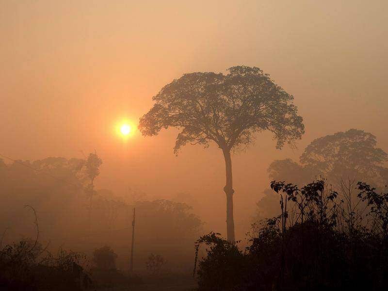 There are fears recent fires in the Amazon could weaken its ability to withstand climate change.
