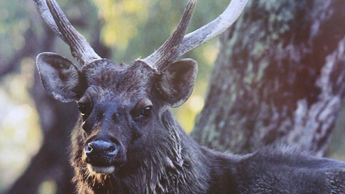 Man killed, woman left with life-threatening injuries after deer attack