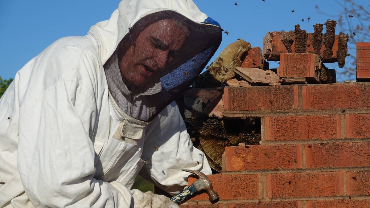 Swarm collector Dermot AsIs Sha'Non removing perhaps 70,000 bees from a chimney in Downer. Picture: Steve Evans