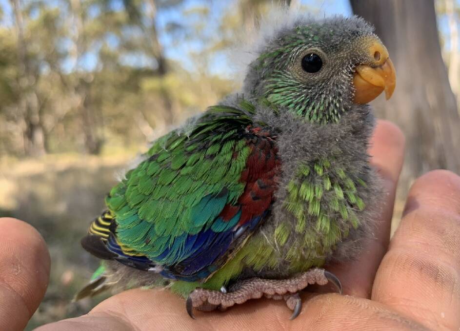 A swift parrot.