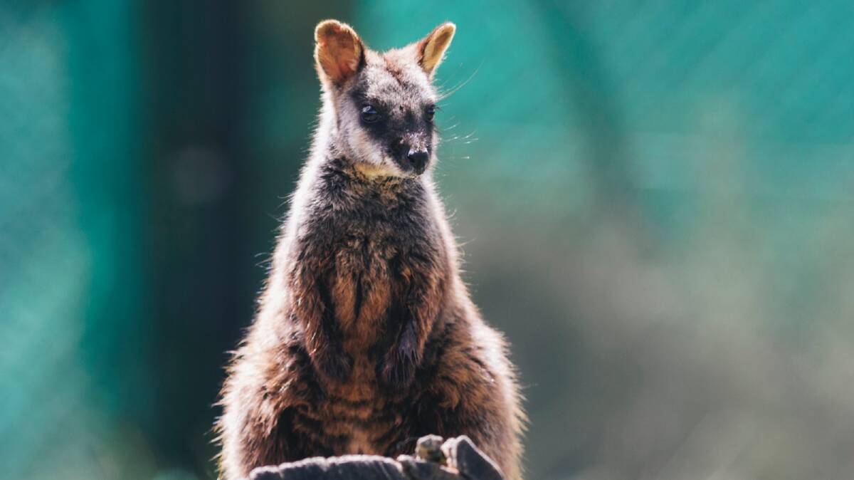 A 10-month-old southern Brush-tailed rock wallaby at Tidbinbilla Nature Reserve. Photo: Rohan Thomson
