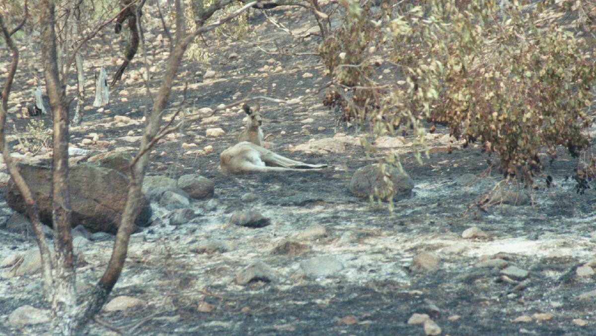 A kangaroo rests on Mount Taylor two days after the fires. Picture National Library of Australia