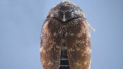 Khapra beetle. Picture: Department of Agriculture