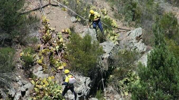 Workers had to abseil down into the Molonglo Gorge to deal with the common prickly pear (opuntia stricta). Picture: Supplied