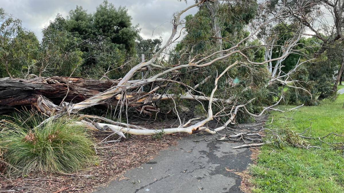There were 35 fallen tree incidents over the weekend. Picture: supplied