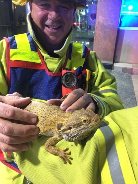 The rescued lizard. Picture: ACT Emergency Services