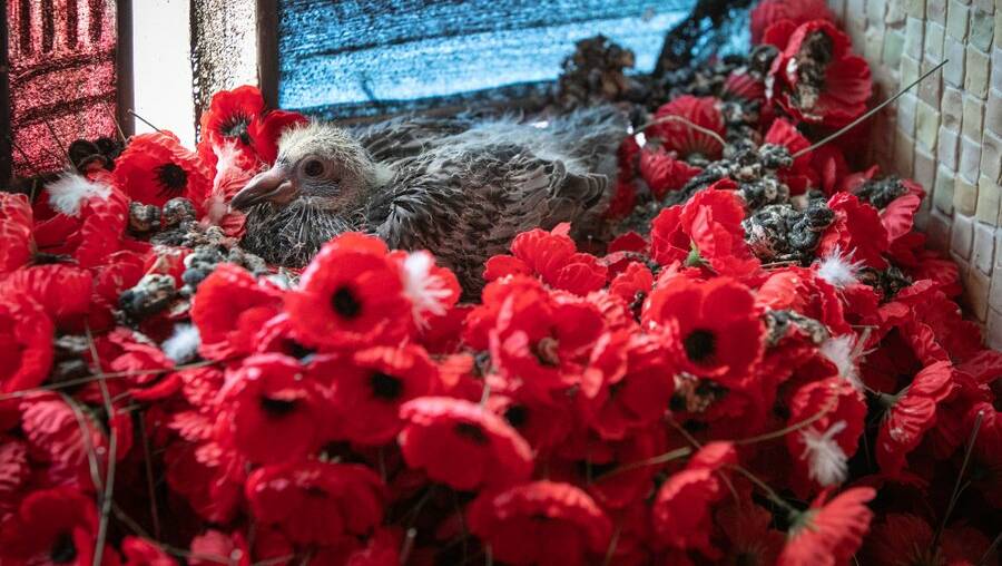 The squab at the Australian War Memorial. Picture: Ian Roach for AWM via Twitter