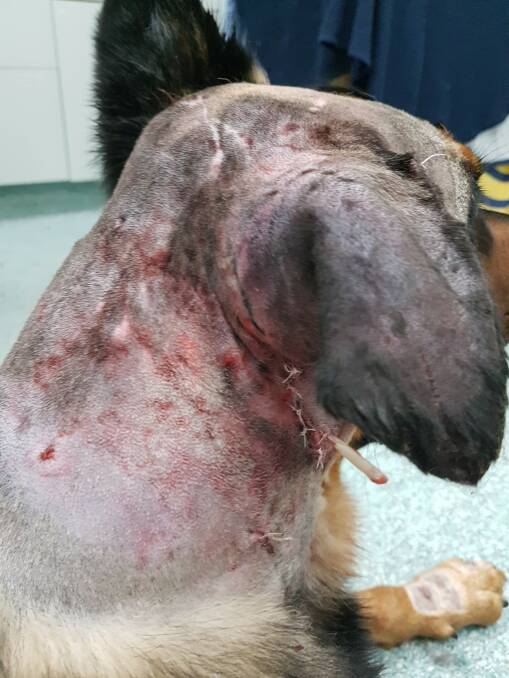 One of the victims: "They tore a hole the size of a tennis ball in his neck." Picture: Supplied