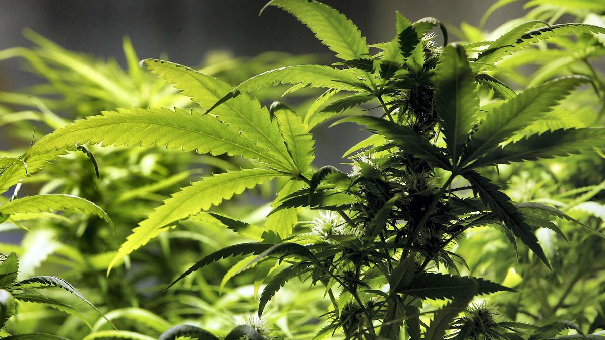 A Commonwealth report has urged an easing of administrative restrictions so as to make medicinal cannabis more readily available.