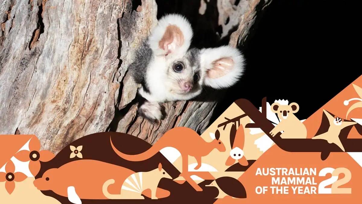 Greater glider (Petauroides volans), also known as the dusky glider and greater gliding possum.