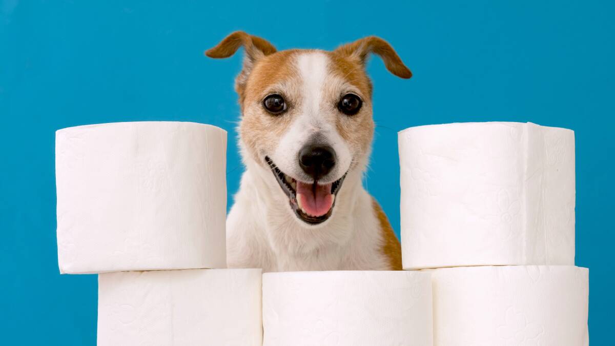 Stop it, it's ridiculous: PM blasts toilet roll panic buyers (again)
