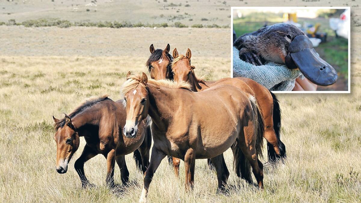 It's not the Kosciuszko brumbies' fault that they're here - but they don't have a monopoly on our protection. Pictures: Shutterstock, Platypus Conservation Initiative